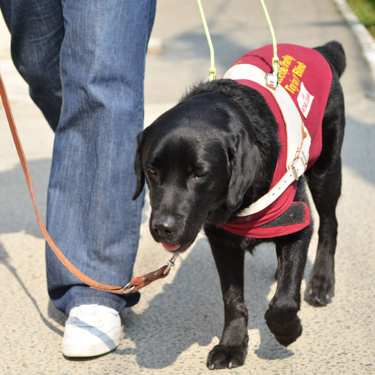Guide dogs Guide Dogs