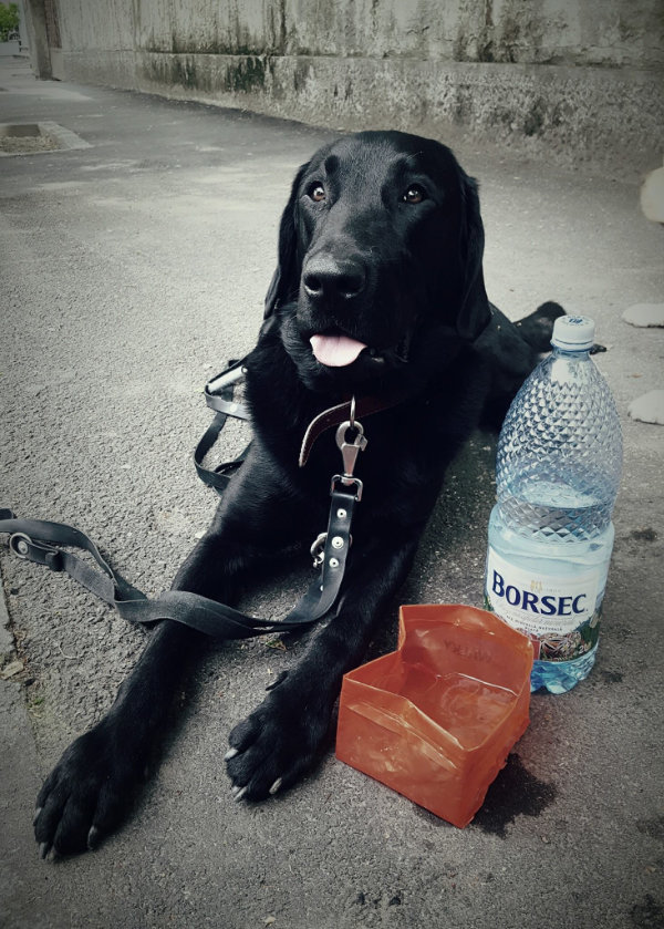 Guide dogs Guide Dogs