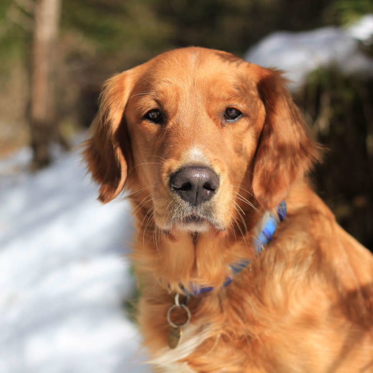Guide dogs Guide Dogs
