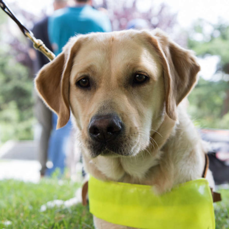 Guide dogs Guide Dogs